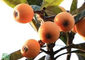 枇杷一天吃幾個(gè)合適？枇杷一次吃多少？