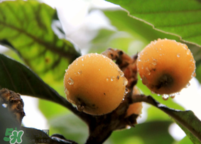 六個月寶寶可以吃枇杷嗎？6個月的寶寶能吃枇杷嗎？