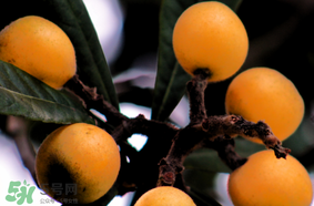 六個月寶寶可以吃枇杷嗎？6個月的寶寶能吃枇杷嗎？