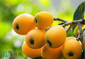 寶寶感冒可以吃枇杷嗎？寶寶感冒能吃枇杷嗎？