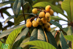 寶寶感冒可以吃枇杷嗎？寶寶感冒能吃枇杷嗎？