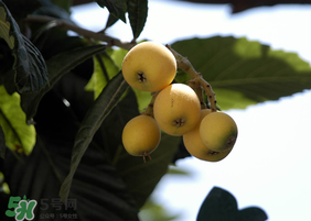 寶寶感冒可以吃枇杷嗎？寶寶感冒能吃枇杷嗎？