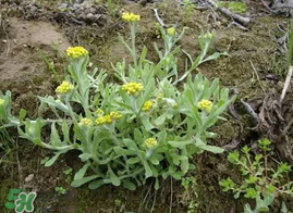 清明菜什么時候有？清明菜什么時候吃？