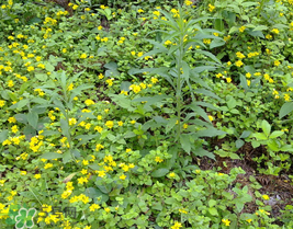 清明菜什么時候有？清明菜什么時候吃？