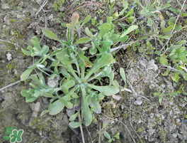 清明菜什么時候有？清明菜什么時候吃？