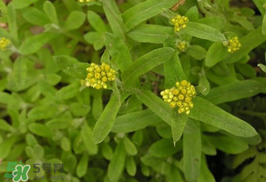 孕婦可以吃清明菜嗎？清明菜孕婦能吃嗎？