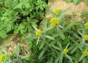 孕婦可以吃清明菜嗎？清明菜孕婦能吃嗎？