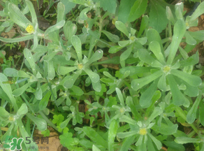 孕婦可以吃清明菜嗎？清明菜孕婦能吃嗎？