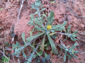 清明菜怎么保存？清明菜可以放冰箱嗎？