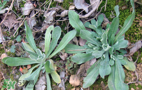 清明菜怎么保存？清明菜可以放冰箱嗎？