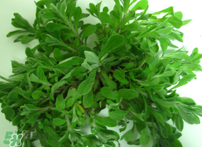 清明菜怎么保存？清明菜可以放冰箱嗎？