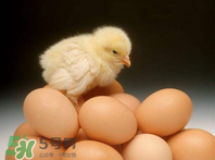 天天吃雞蛋好嗎？天天吃雞蛋會發(fā)胖嗎？