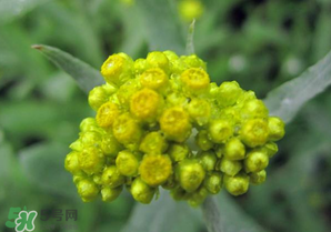 清明菜開花了能不能吃？清明菜怎么吃？