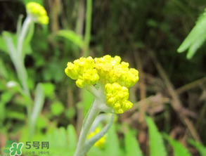 清明菜開花了能不能吃？清明菜怎么吃？