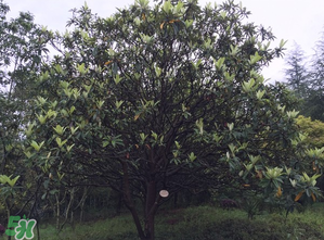 枇杷樹幾年結(jié)果？枇杷樹為什么不結(jié)果？