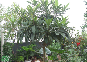 枇杷樹幾年結(jié)果？枇杷樹為什么不結(jié)果？