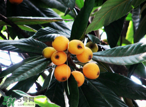 枇杷樹幾年結(jié)果？枇杷樹為什么不結(jié)果？