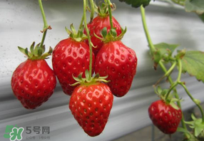 枇杷和草莓能一起吃嗎？枇杷能和草莓能一起吃嗎？