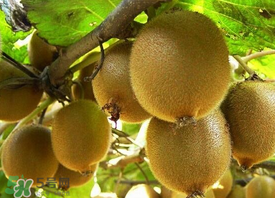 ?枇杷能和獼猴桃一起吃嗎？?枇杷可以和獼猴桃能一起吃嗎？