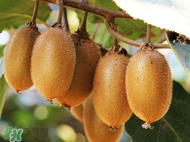 ?枇杷能和獼猴桃一起吃嗎？?枇杷可以和獼猴桃能一起吃嗎？