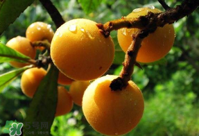 枇杷和蘋(píng)果能一起吃嗎？蘋(píng)果和枇杷能一起煮嗎？