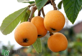 枇杷能和雞蛋一起吃嗎？枇杷可以和蛋一起吃嗎？