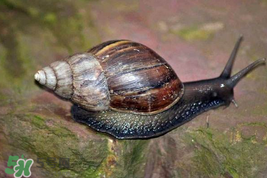 福壽螺能吃嗎？福壽螺吃了會怎么樣？