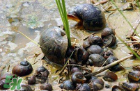 福壽螺能吃嗎？福壽螺吃了會怎么樣？