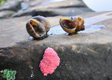 福壽螺能吃嗎？福壽螺吃了會怎么樣？