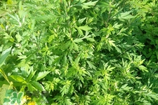 艾草吃了有什么好處？艾草吃多了會怎樣？