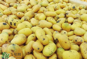 芒果爛了一點(diǎn)能吃嗎？芒果爛了一半還能吃嗎？