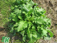 臘菜怎么腌制？臘菜怎么做好吃？