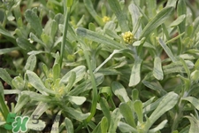 艾草能治療蕁麻疹嗎？艾草可以治療蕁麻疹嗎？