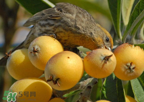 吃枇杷會(huì)胖嗎？晚上吃枇杷會(huì)胖嗎？