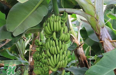 香蕉上有黑點(diǎn)能吃嗎？帶黑點(diǎn)的香蕉能吃嗎？