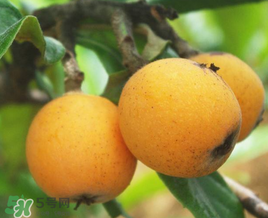 新鮮枇杷怎么吃止咳？新鮮枇杷怎么吃？