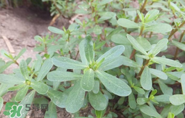 馬齒莧孕婦能吃嗎？馬齒莧孕婦可以外用嗎？