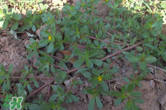 馬齒莧孕婦能吃嗎？馬齒莧孕婦可以外用嗎？