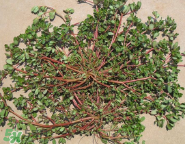 馬齒莧孕婦能吃嗎？馬齒莧孕婦可以外用嗎？