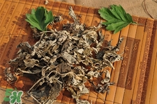 艾草可以治咳嗽嗎？艾草可以治小兒咳嗽嗎？