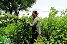 艾草會(huì)導(dǎo)致流產(chǎn)嗎？艾草到底保胎還是流產(chǎn)？