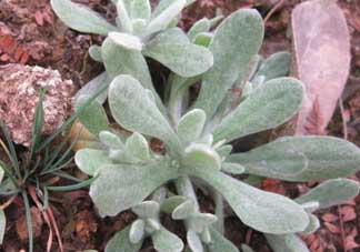 清明菜怎么保存？清明菜可以放冰箱嗎？