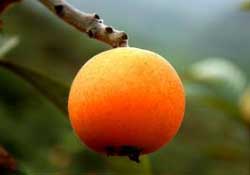 寶寶感冒可以吃枇杷嗎？寶寶感冒能吃枇杷嗎？