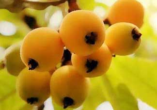 枇杷和蘋果能一起吃嗎？蘋果和枇杷能一起煮嗎？