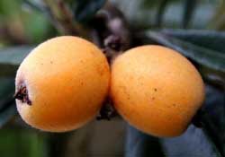 糖尿病能吃枇杷嗎？糖尿病人能吃枇杷嗎？