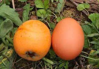 枇杷能和雞蛋一起吃嗎？枇杷可以和蛋一起吃嗎？