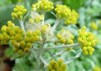 清明菜開花了能不能吃？清明菜怎么吃？