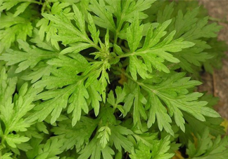 艾草吃了有什么好處？艾草吃多了會怎樣？