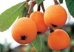 六個月寶寶可以吃枇杷嗎？6個月的寶寶能吃枇杷嗎？