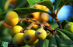 枇杷可以和蔥一起煮嗎？蔥和枇杷葉一起煮可以喝嗎？